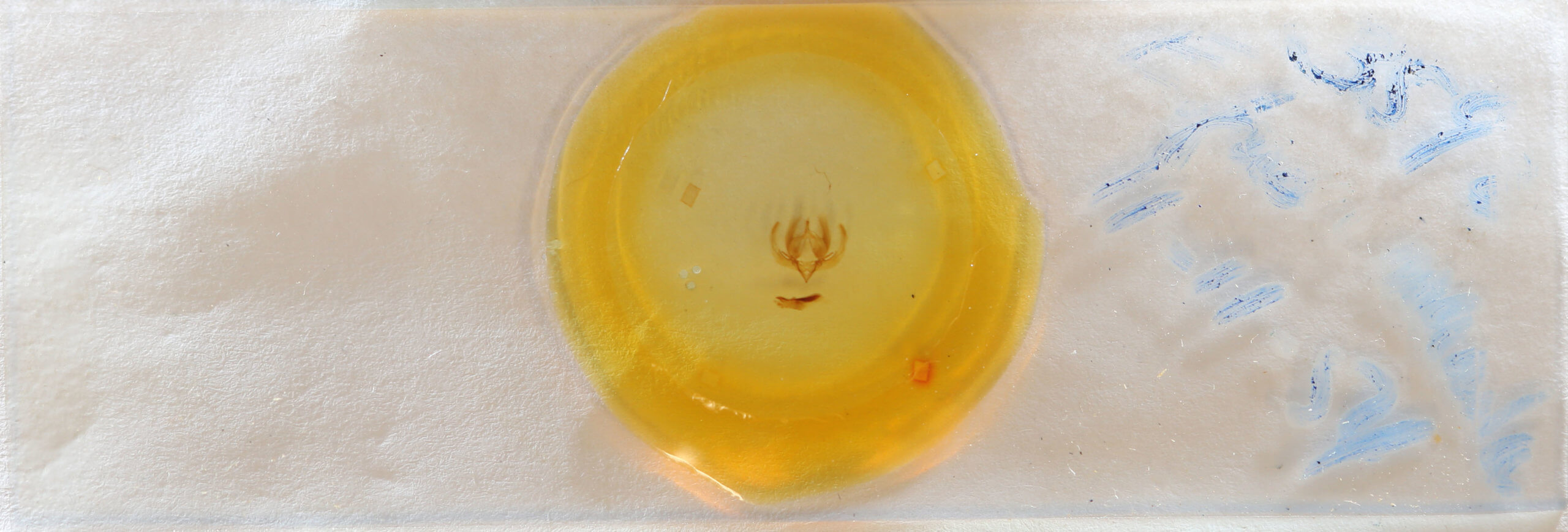 slide view of adult Elaphria fuscimacula