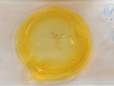 slide view of adult Macaria transitaria