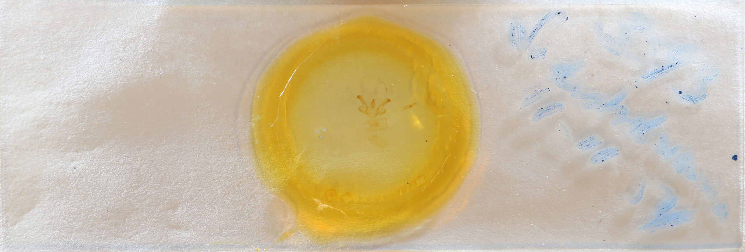 slide view of adult Macaria transitaria