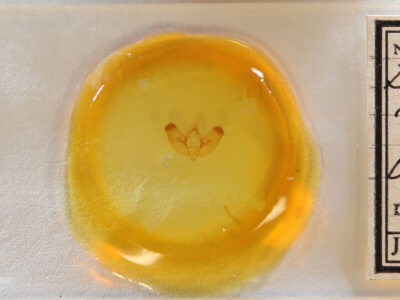 slide view of adult Diastema tigris