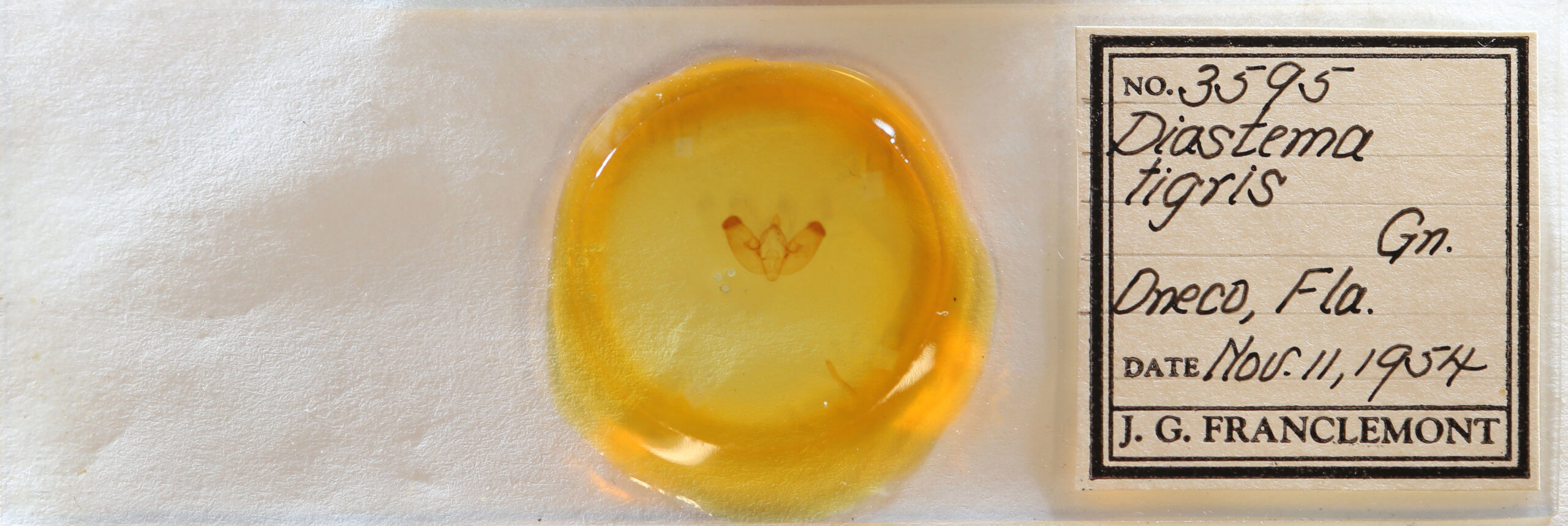 slide view of adult Diastema tigris