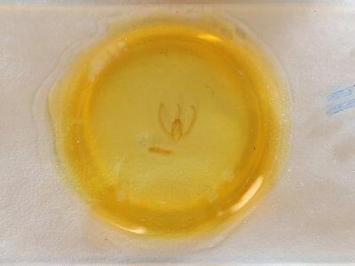 slide view of adult Condica mobilis