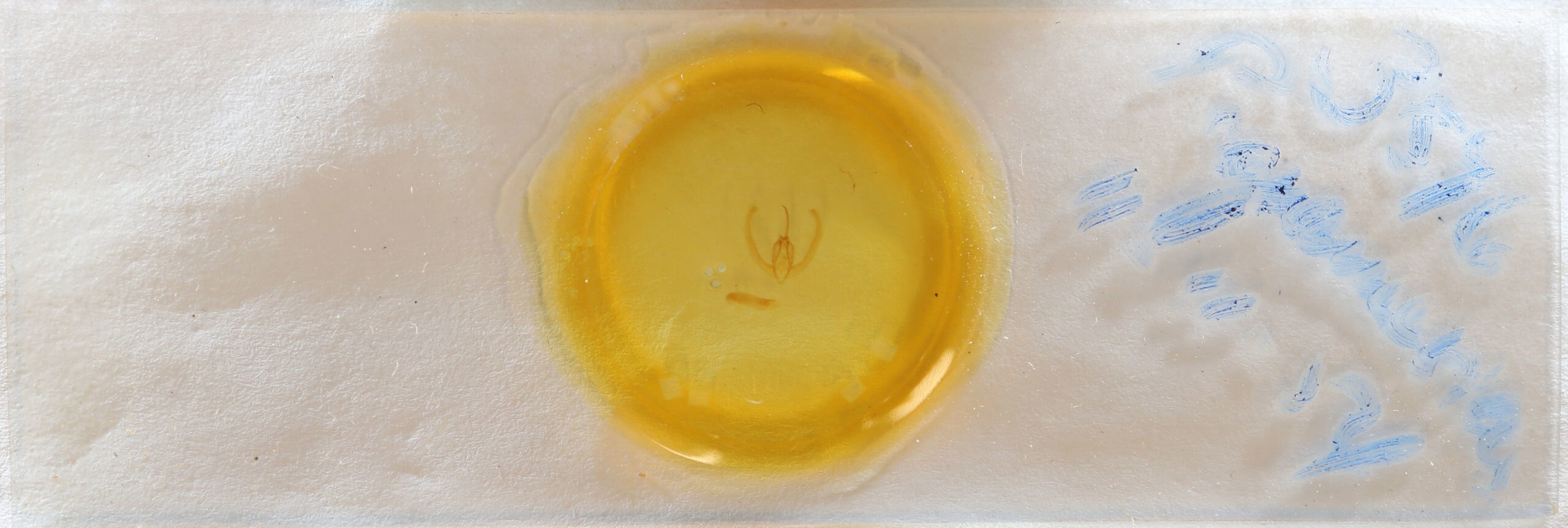 slide view of adult Condica mobilis