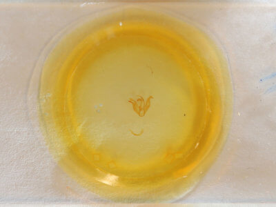 slide view of adult Tyrissa multilinea