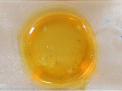 slide view of adult Halysidota tessellaris