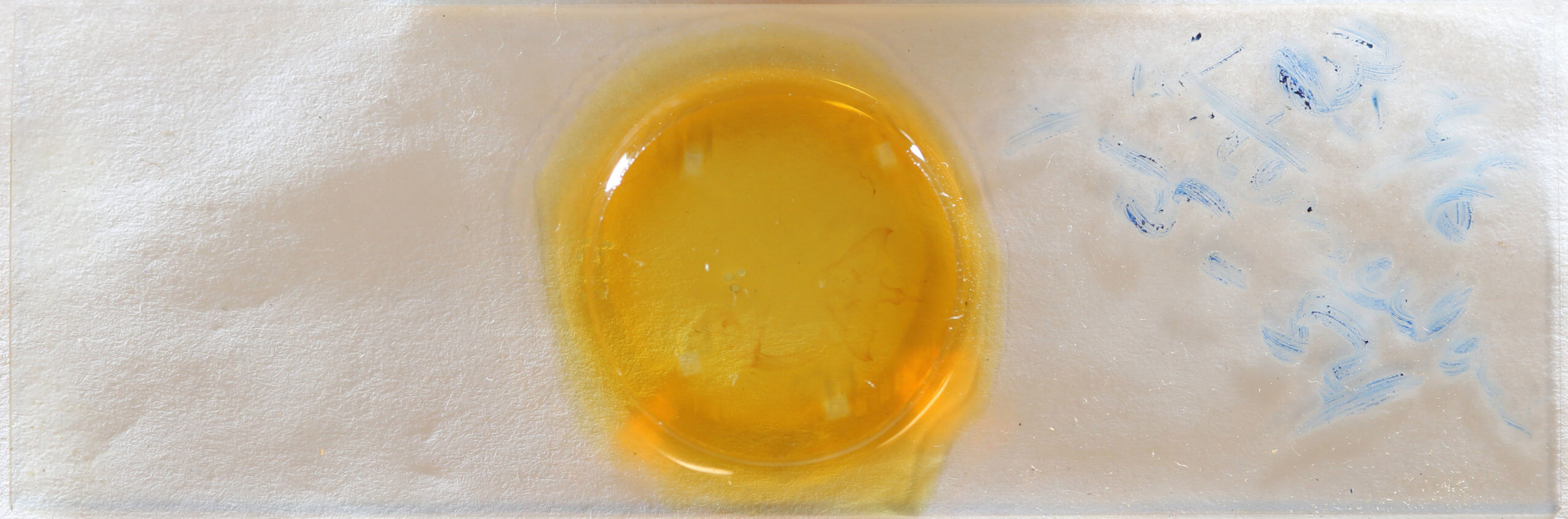 slide view of adult Halysidota tessellaris