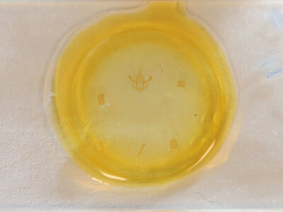 slide view of adult Stenaspilatodes antidiscaria