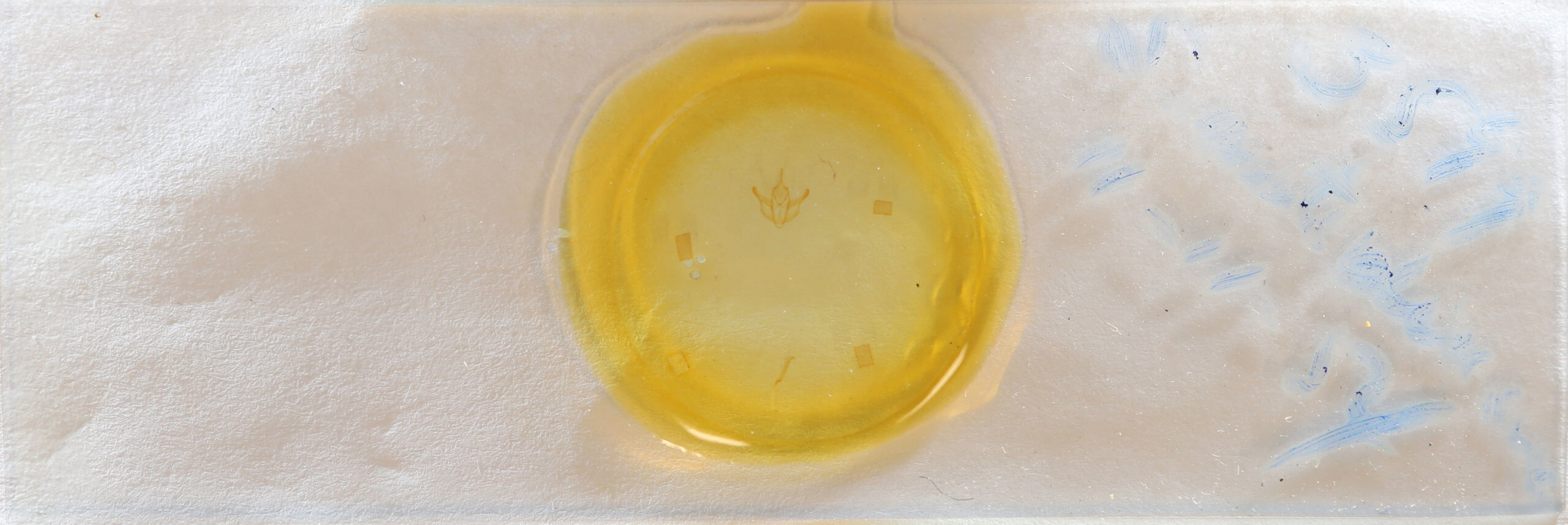 slide view of adult Stenaspilatodes antidiscaria