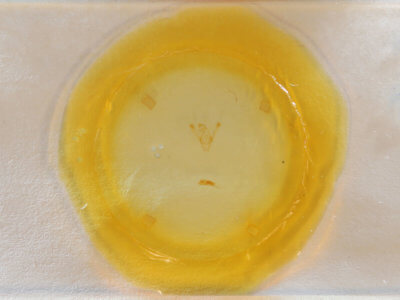 slide view of adult Phuphena tura