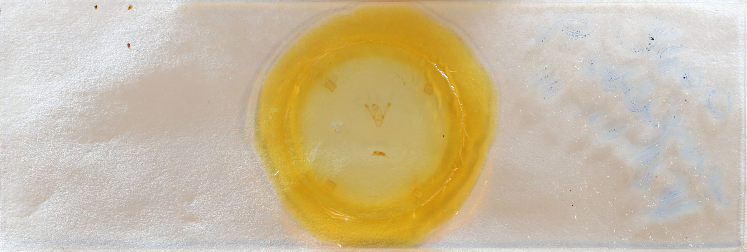 slide view of adult Phuphena tura