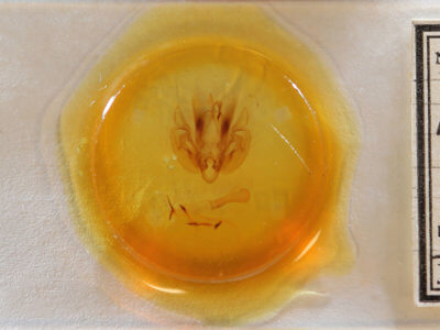 slide view of adult Leucania pilipalpis