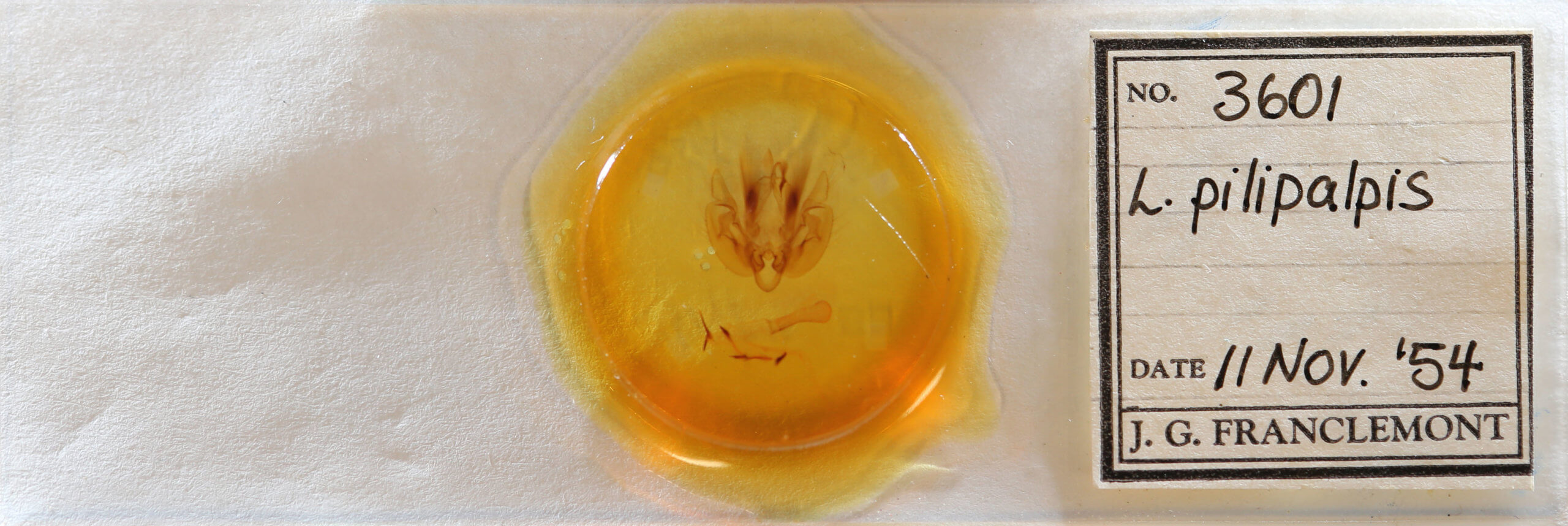 slide view of adult Leucania pilipalpis