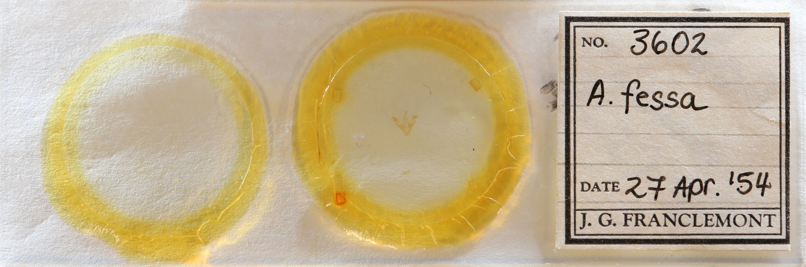 slide view of adult Amolita fessa