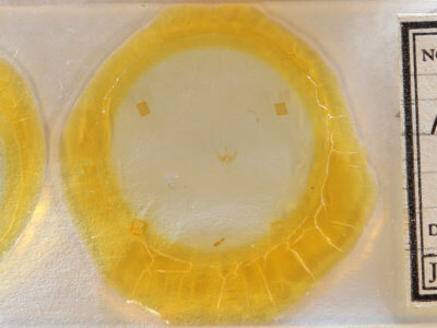 slide view of adult Amolita obliqua