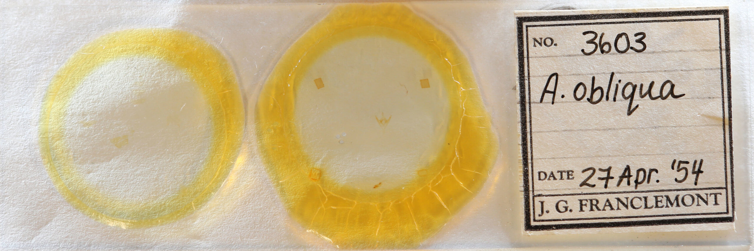 slide view of adult Amolita obliqua