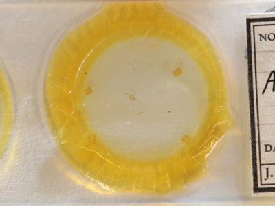 slide view of adult Amolita roseola