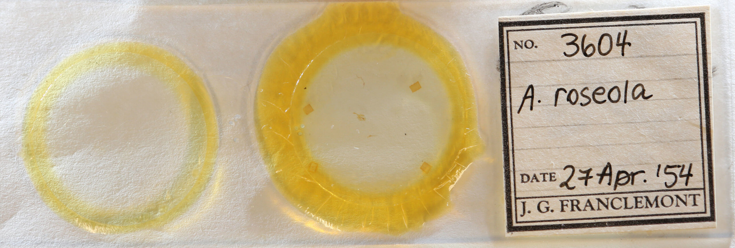 slide view of adult Amolita roseola