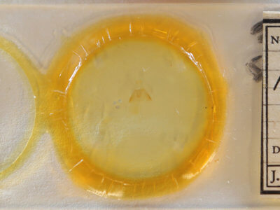 slide view of adult Amolita fessa