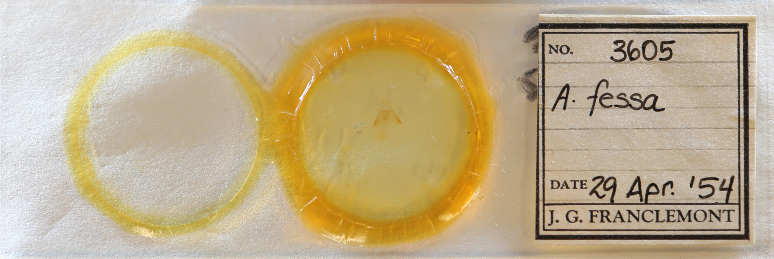 slide view of adult Amolita fessa