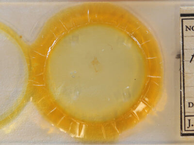 slide view of adult Amolita obliqua