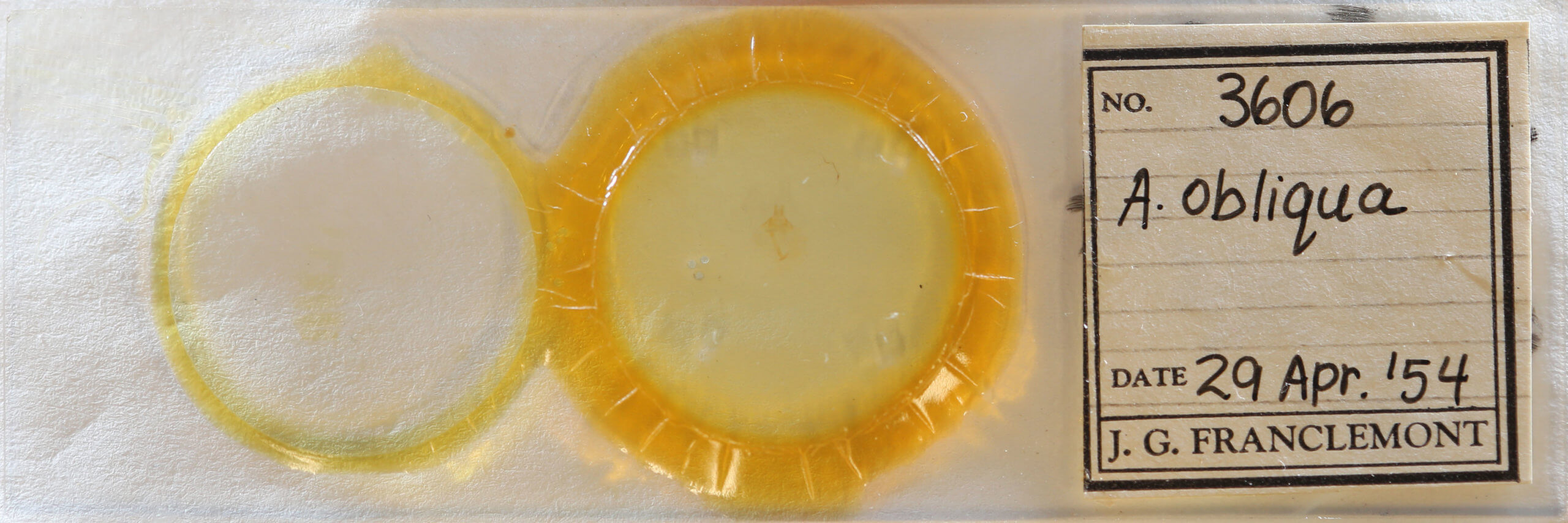 slide view of adult Amolita obliqua