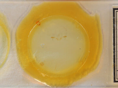 slide view of adult Cyclophora myrtaria