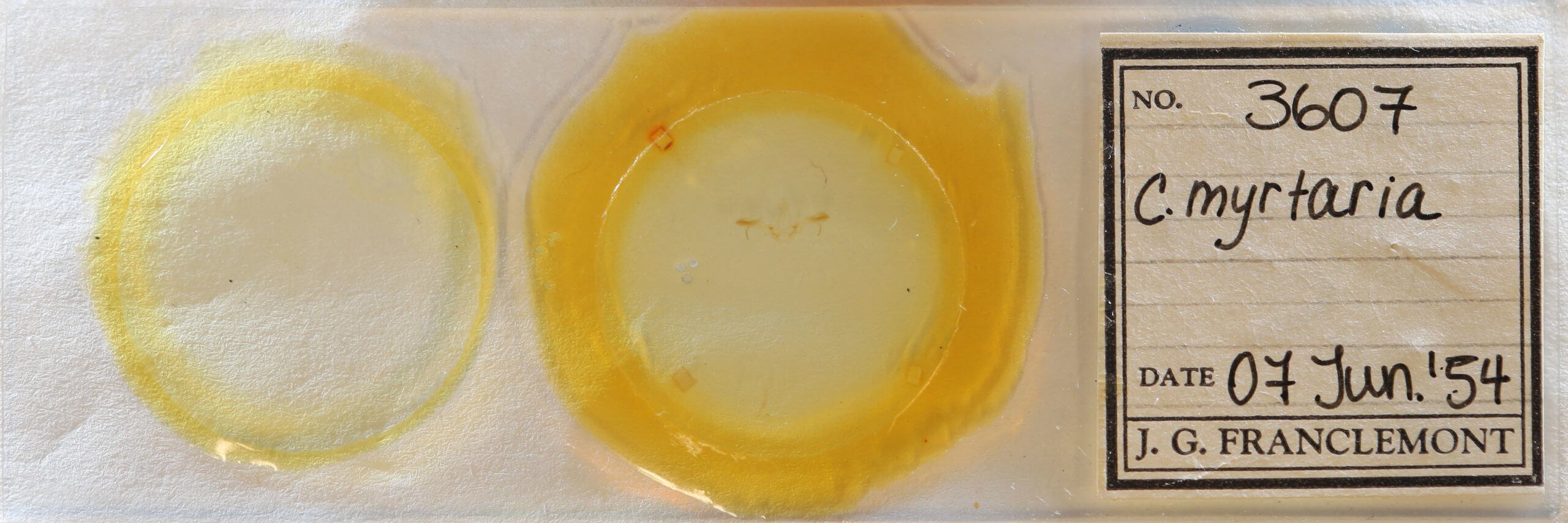 slide view of adult Cyclophora myrtaria