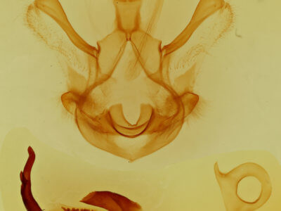 genitalia view of adult Symmerista albifrons