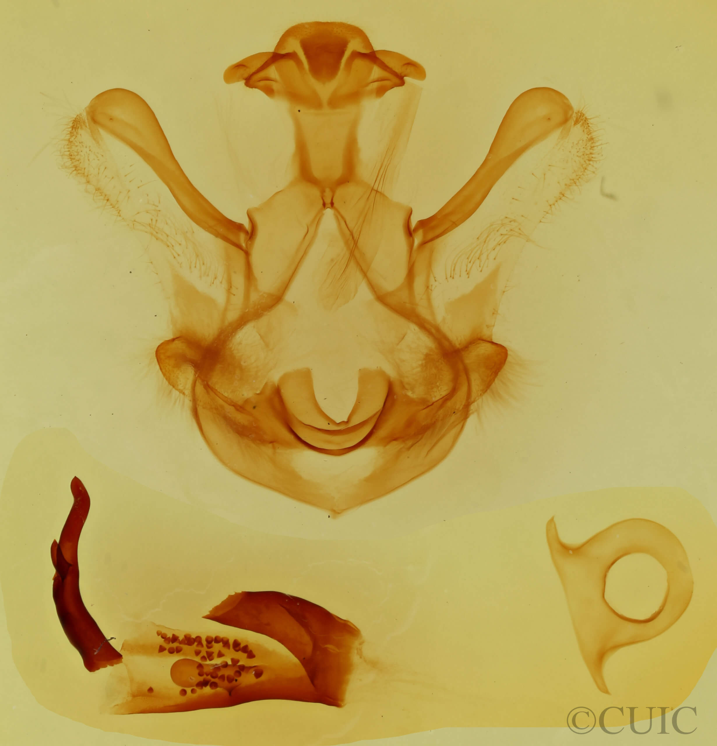 genitalia view of adult Symmerista albifrons