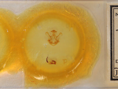 slide view of adult Symmerista albifrons