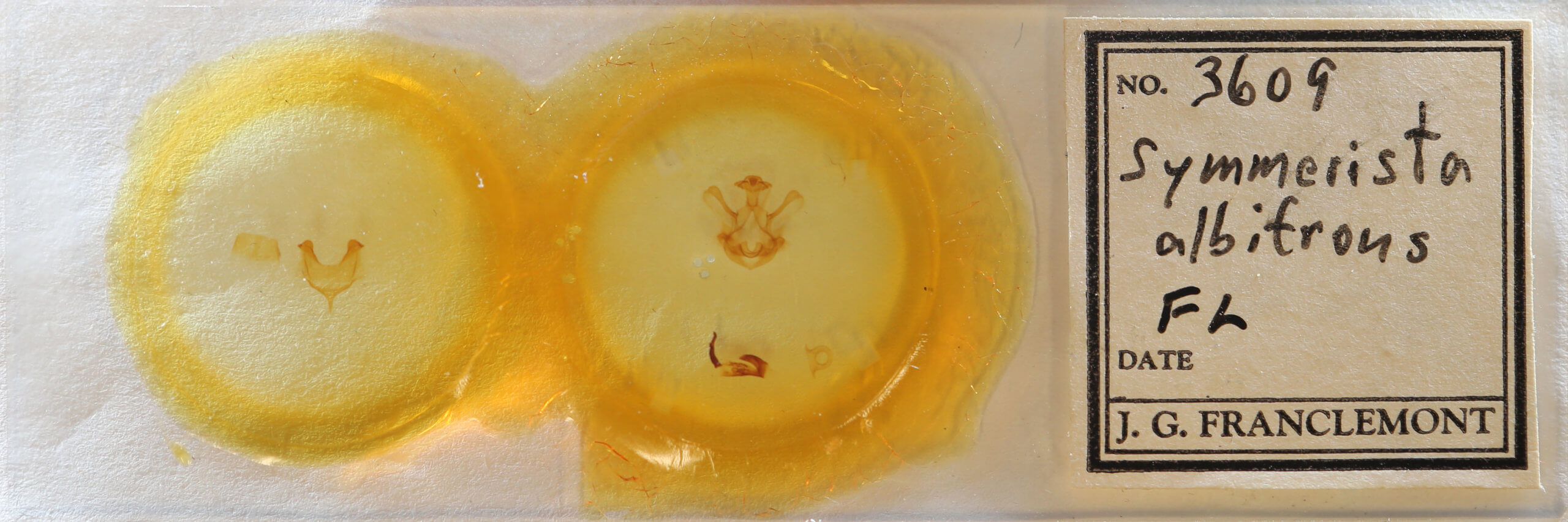 slide view of adult Symmerista albifrons