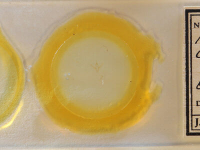 slide view of adult Nemoria catachloa