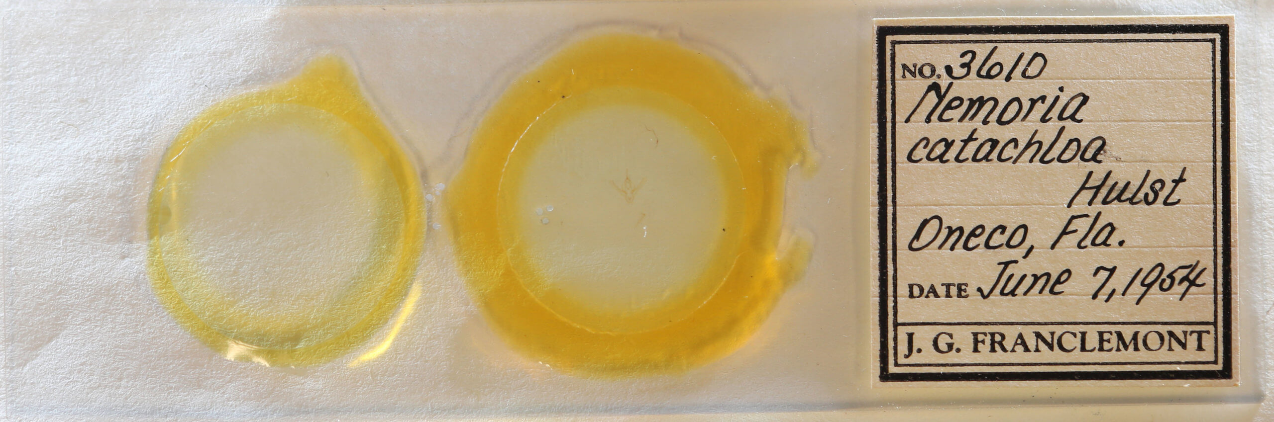 slide view of adult Nemoria catachloa