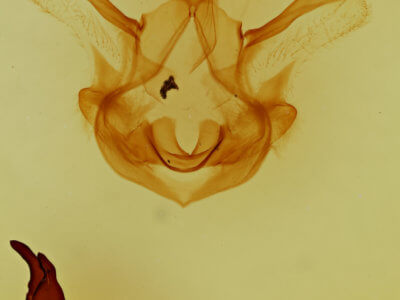 genitalia view of adult Symmerista albifrons