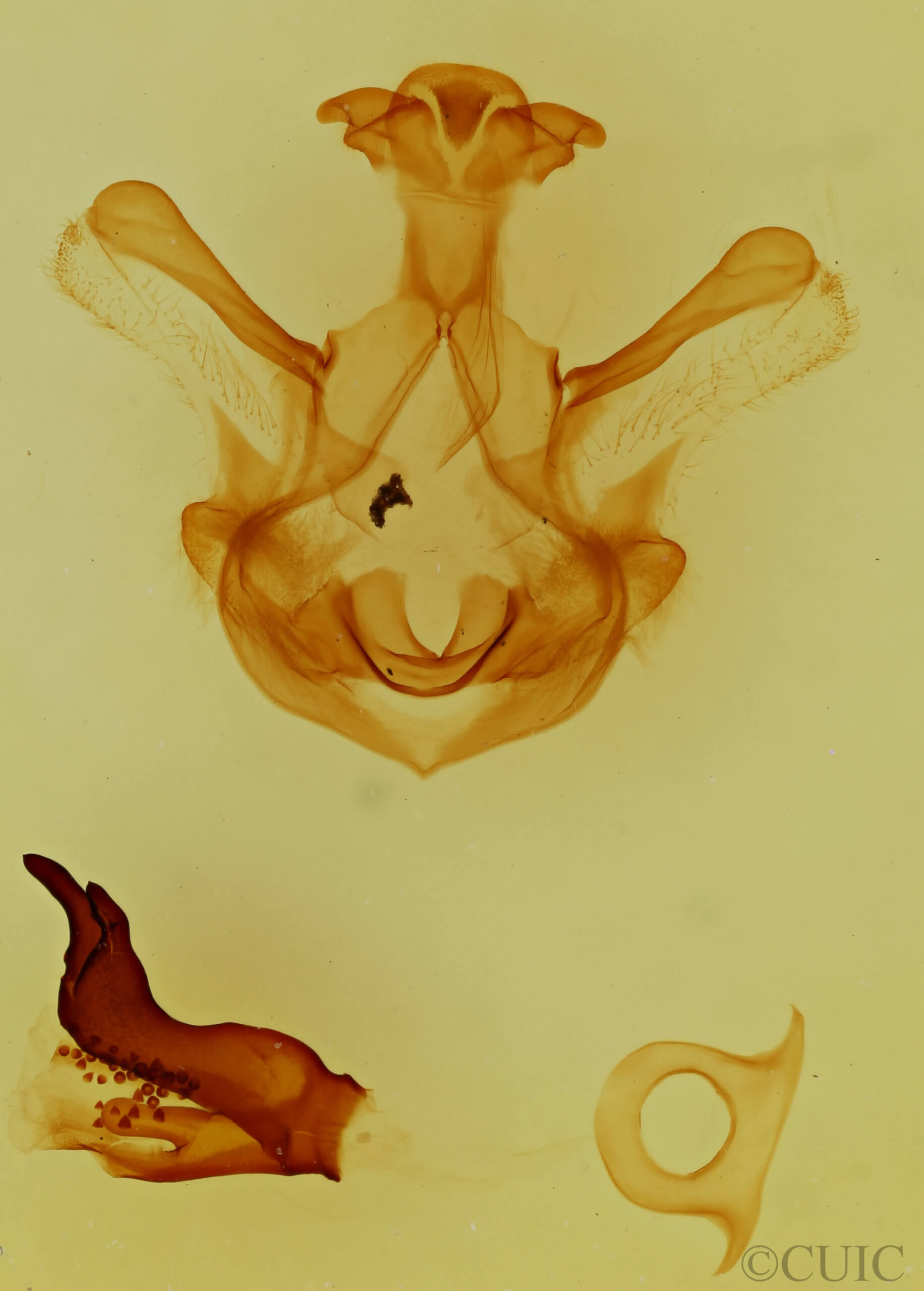 genitalia view of adult Symmerista albifrons