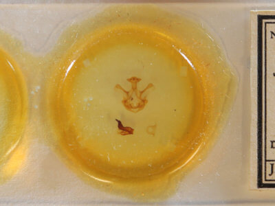 slide view of adult Symmerista albifrons