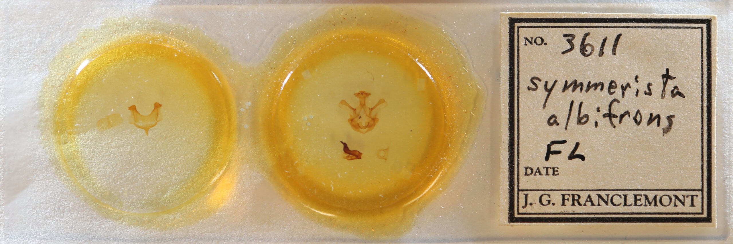 slide view of adult Symmerista albifrons