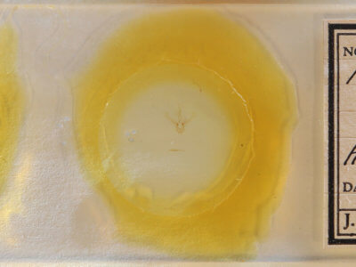 slide view of adult Nemoria bifilata