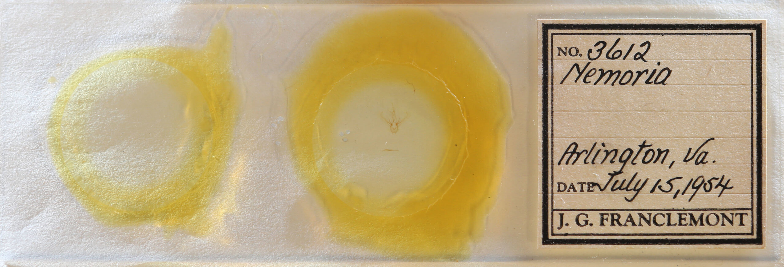 slide view of adult Nemoria bifilata