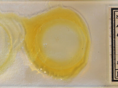 slide view of adult Nemoria extremaria