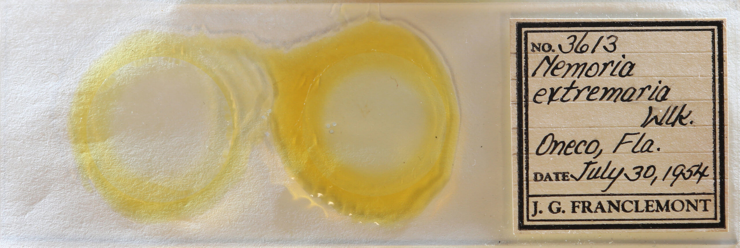 slide view of adult Nemoria extremaria