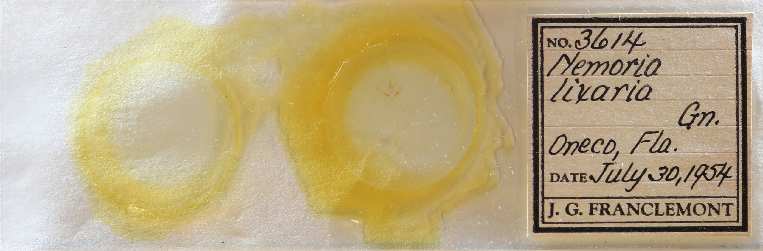 slide view of adult Nemoria lixaria