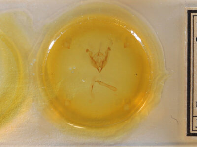 slide view of adult Sideridis lampra