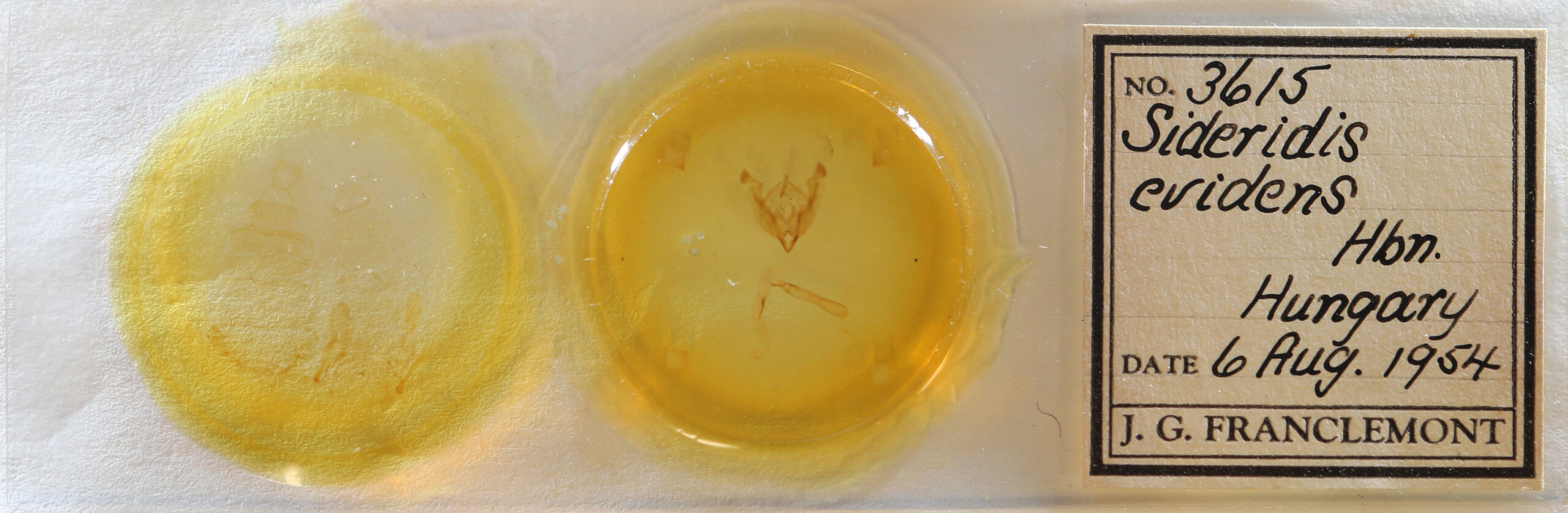 slide view of adult Sideridis lampra