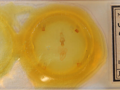 slide view of adult Sideridis lampra