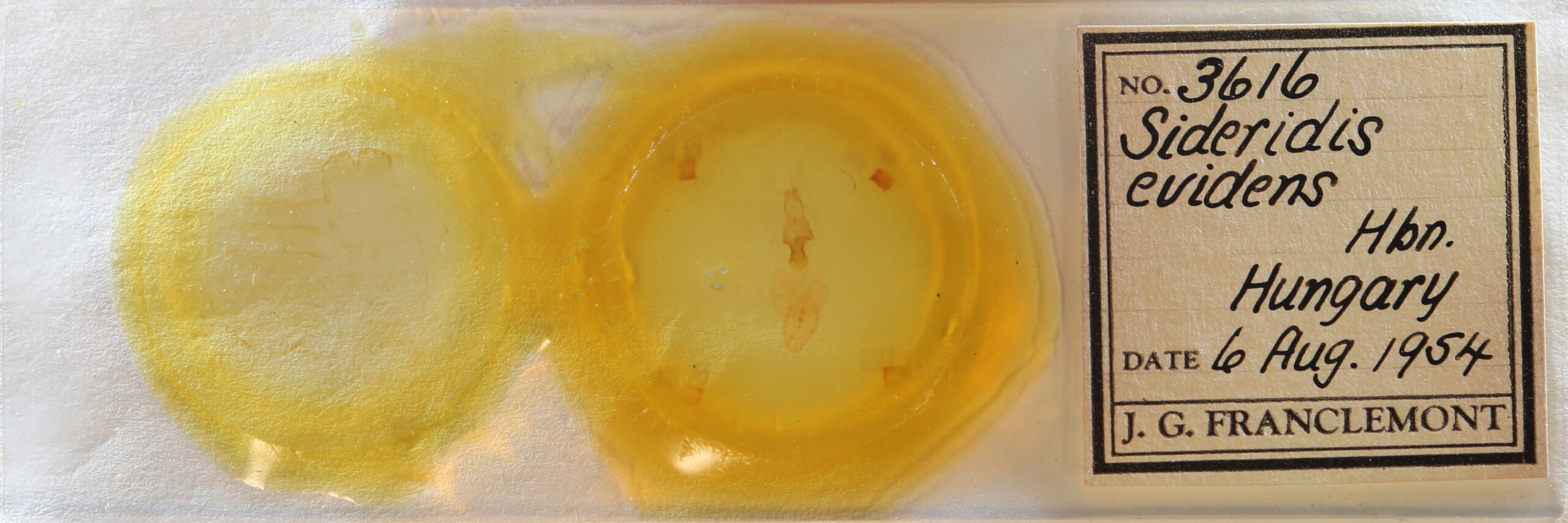 slide view of adult Sideridis lampra