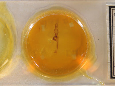 slide view of adult Leucania lapidaria