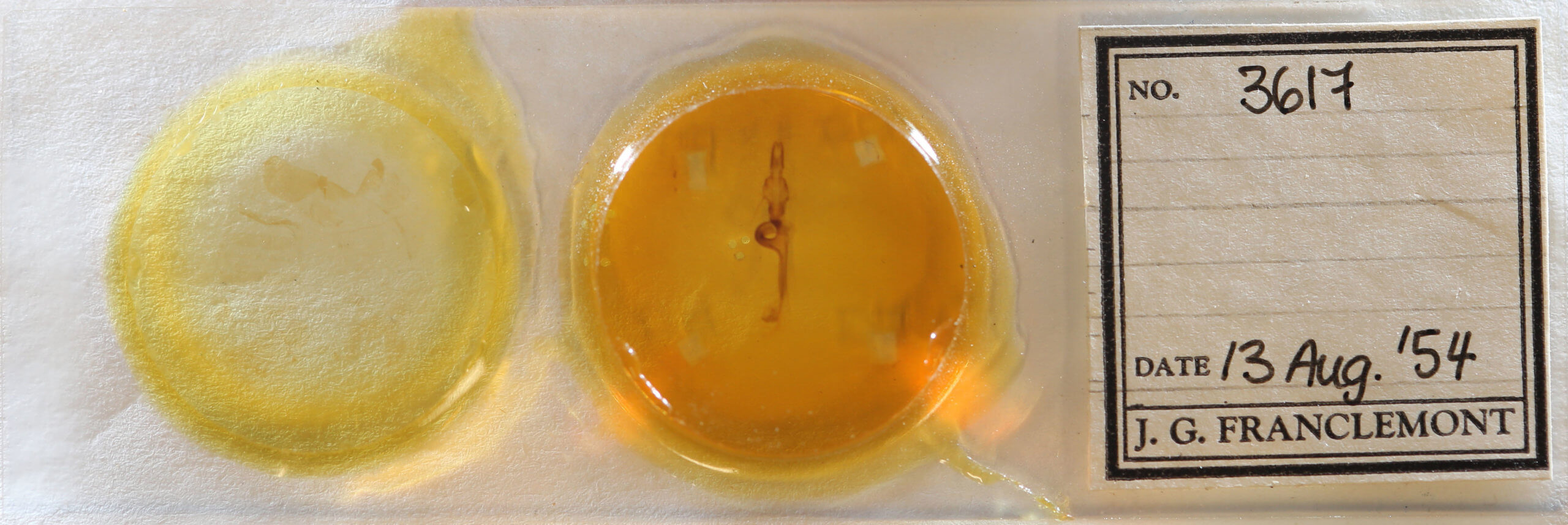 slide view of adult Leucania lapidaria