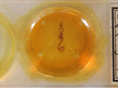 slide view of adult Leucania humidicola