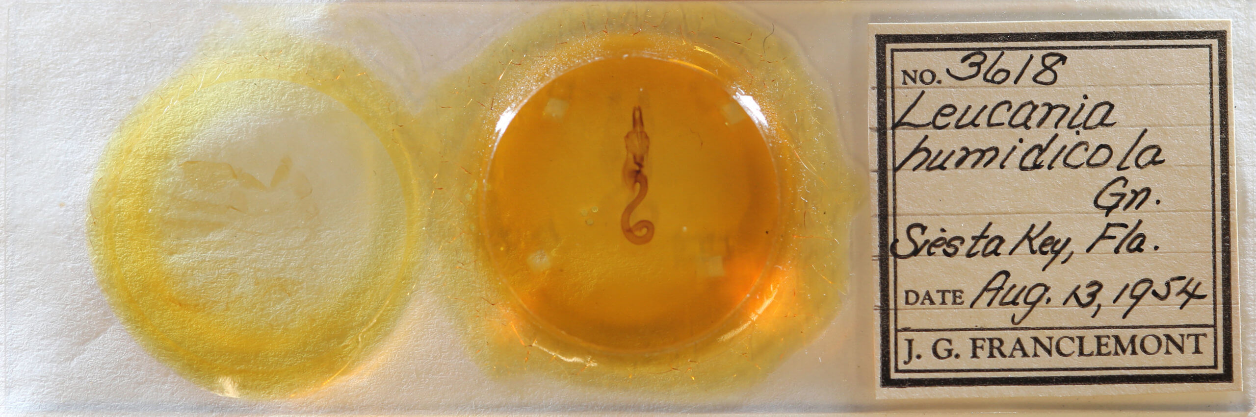 slide view of adult Leucania humidicola